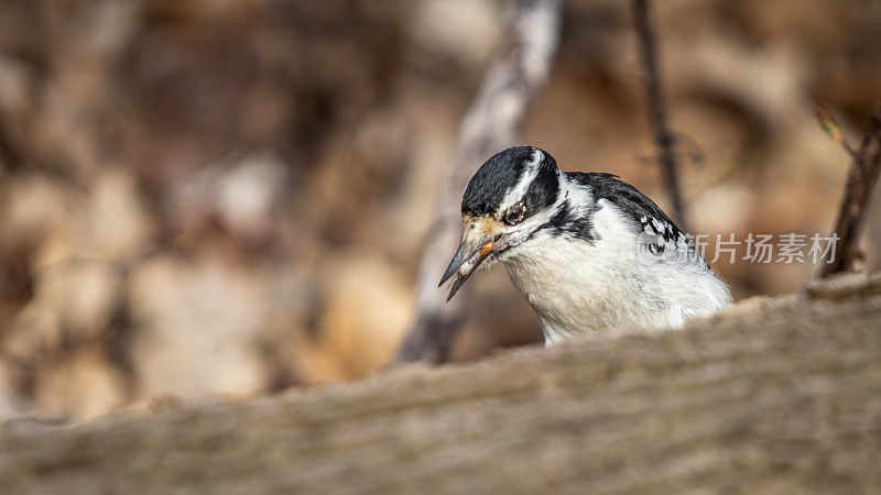 雌性多毛啄木鸟，(Leuconotopicus villosus)， Pico Velloso)，雌性多毛啄木鸟。